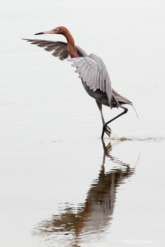 img 8018 - ID: 13968098 © William Dow