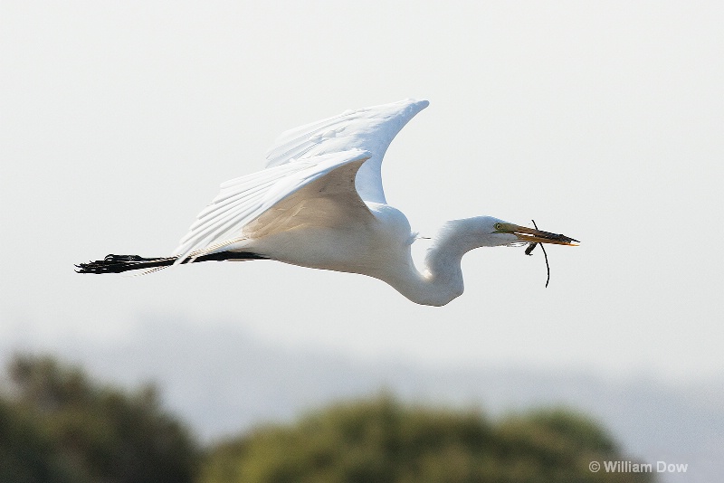 img 7428 - ID: 13968136 © William Dow