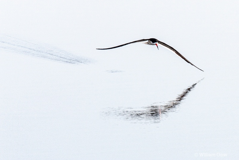 img 7503 - ID: 13968137 © William Dow