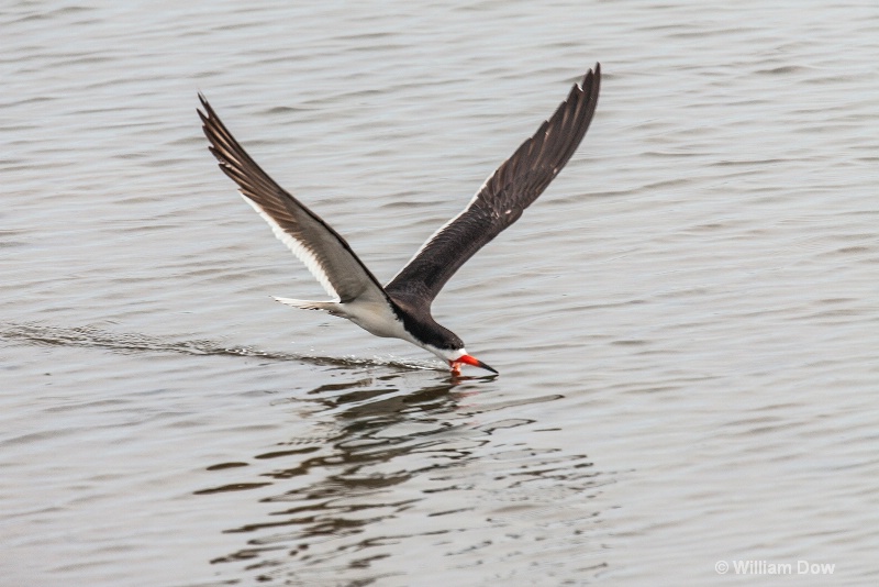 img 7523 - ID: 13968138 © William Dow