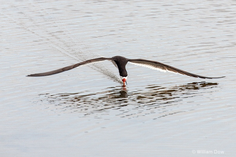 img 7534 - ID: 13968139 © William Dow