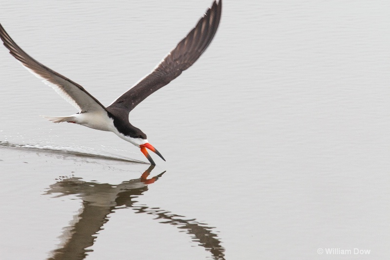 img 7561 - ID: 13968140 © William Dow