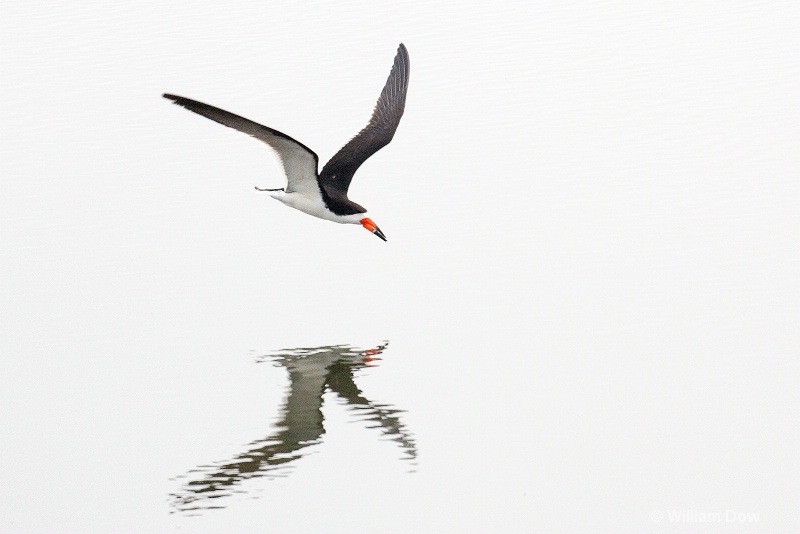 img 7585 - ID: 13968141 © William Dow