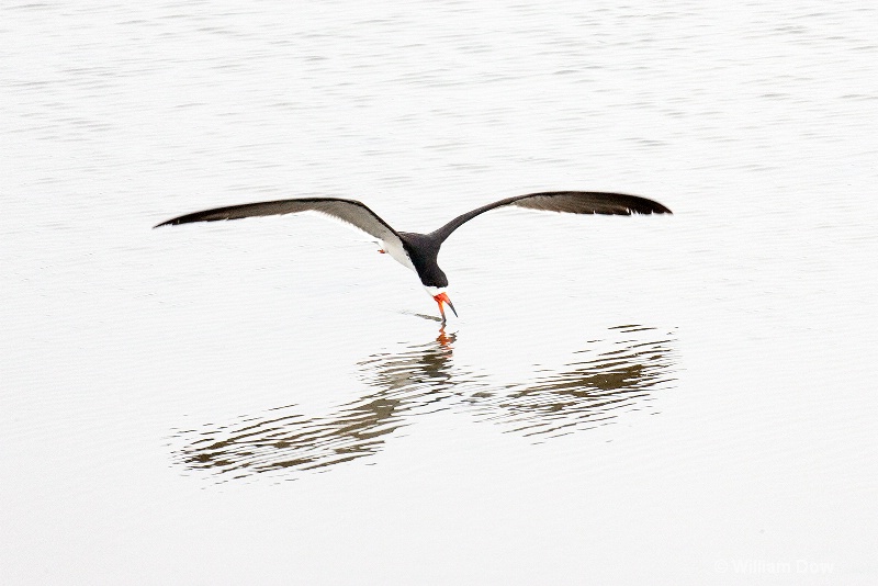 img 7593 - ID: 13968152 © William Dow