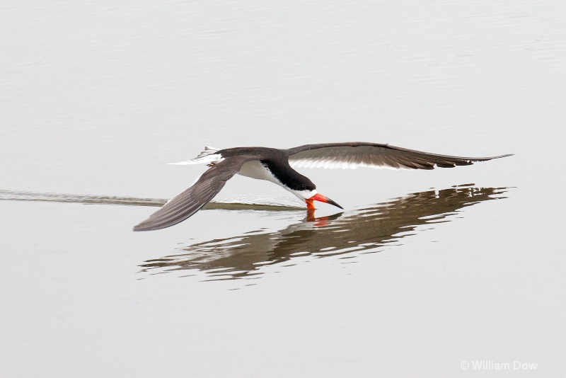 img 7595 - ID: 13968155 © William Dow