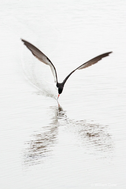 img 7611 - ID: 13968156 © William Dow