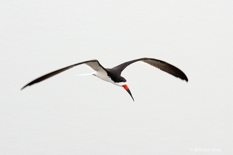 img 7614 - ID: 13968157 © William Dow