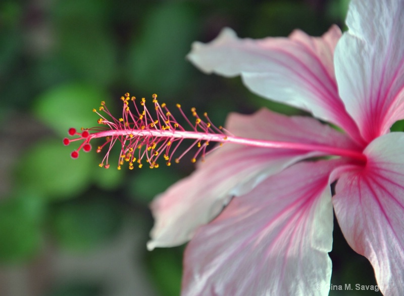 Hawaiian Hibiscus