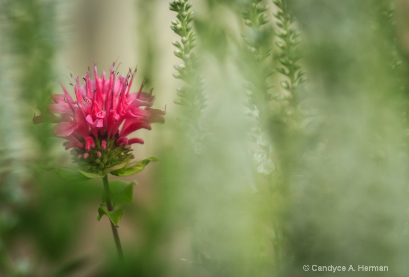 Thistle in the Mist