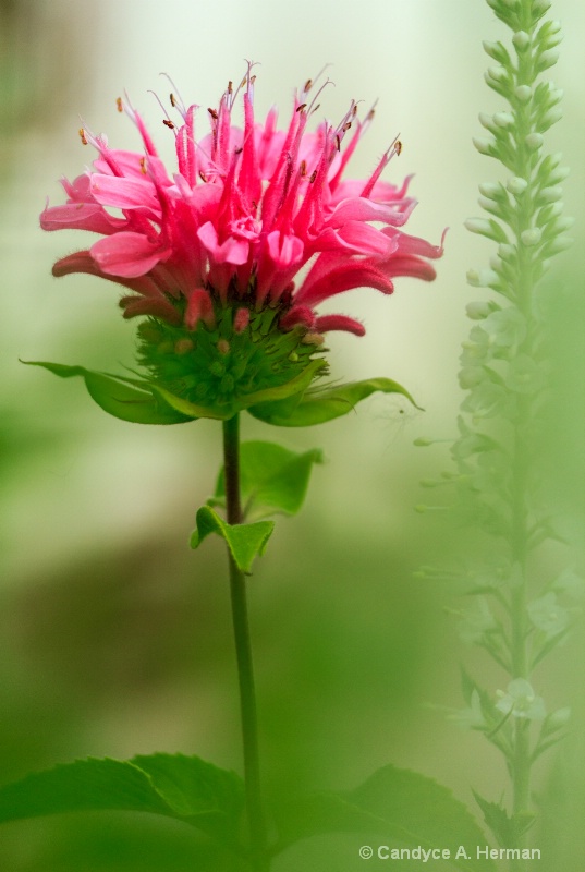 Pink Flower_1