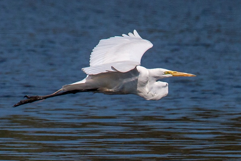 Skimming the Lake