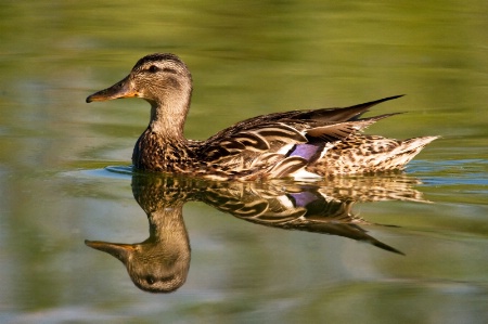 Duck reflection