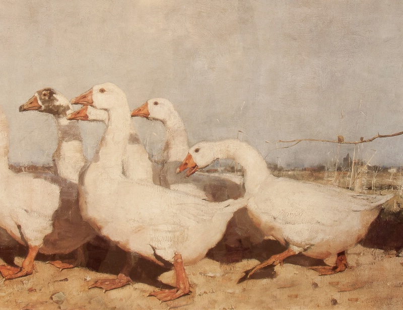 Herding a flock of Ducks 3