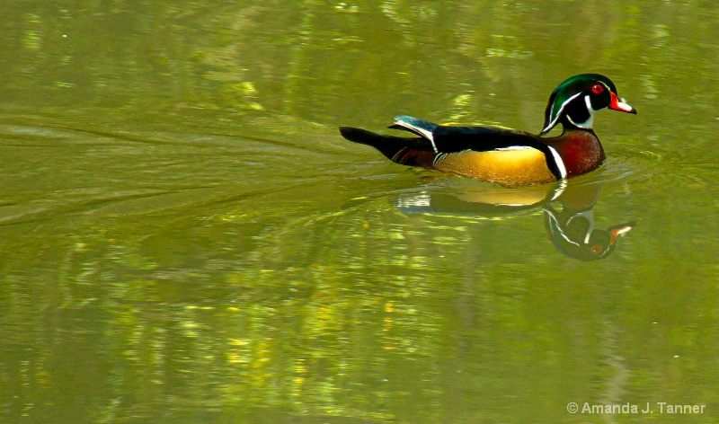 Wood Duck 