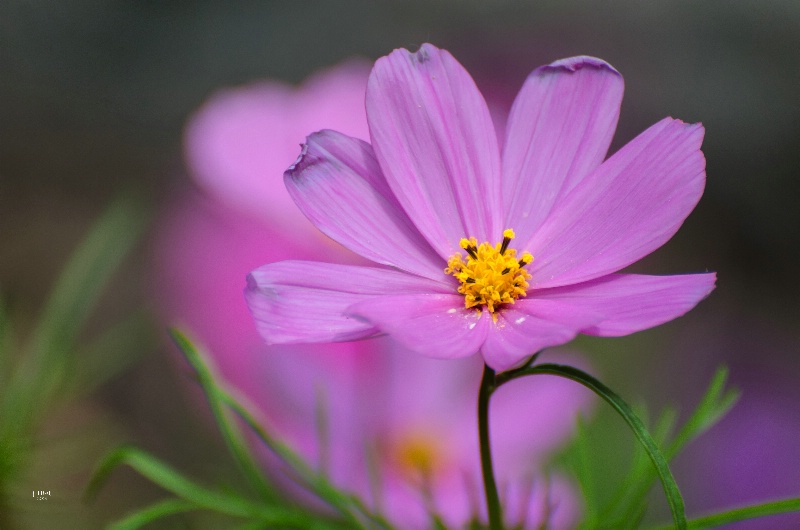 Simple Pink Cosmos