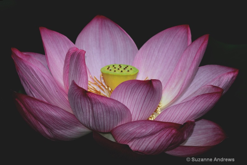 - ID: 13971452 © Suzanne Andrews