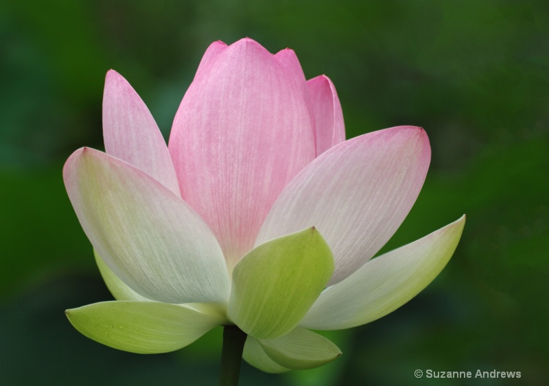 Lotus Booming - ID: 13971453 © Suzanne Andrews
