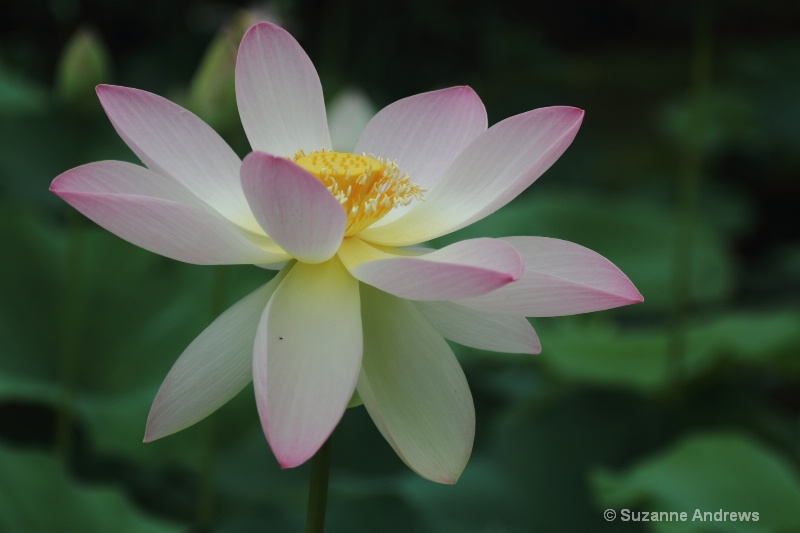 - ID: 13971454 © Suzanne Andrews