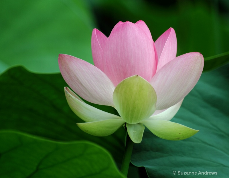 Lotus Beauty - ID: 13971455 © Suzanne Andrews