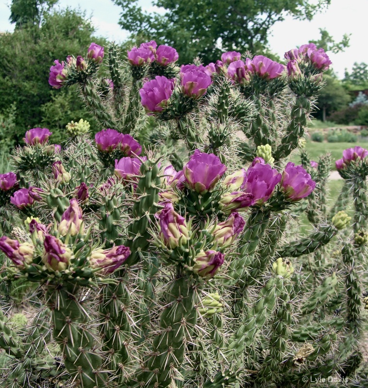 Cactus In Bloom