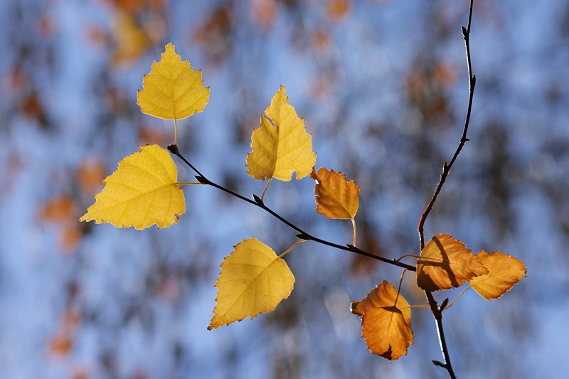 Yellow birch leaves over a blue sky