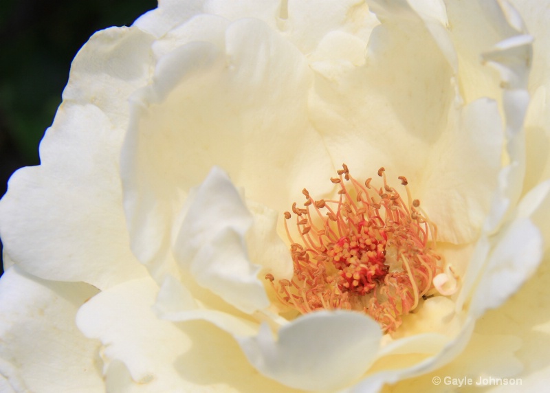 White Rose