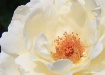 White Rose
