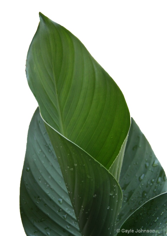 Canna Leaves