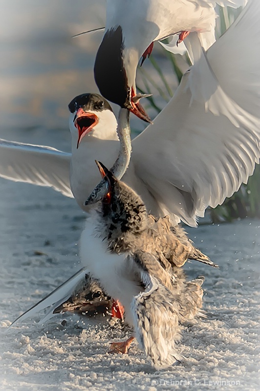 Tern Family Breakfast - ID: 13971986 © Deborah C. Lewinson