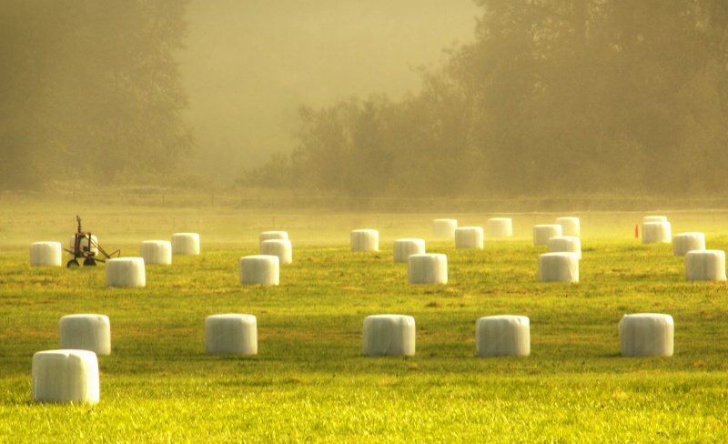 Wrapped Hay in Morning Light