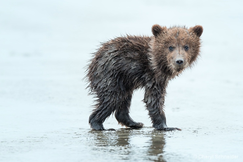 Brown Bear Cub 1307