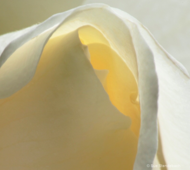 Yellow Rose II - ID: 13972083 © Sue P. Stendebach