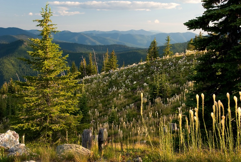 Beargrass