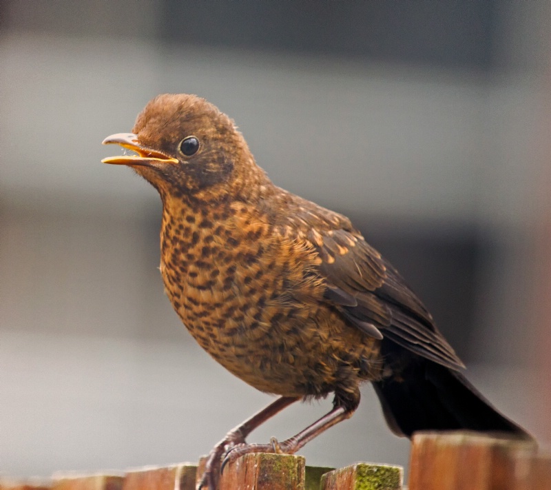 young blackbird - ID: 13972188 © Birthe Gawinski