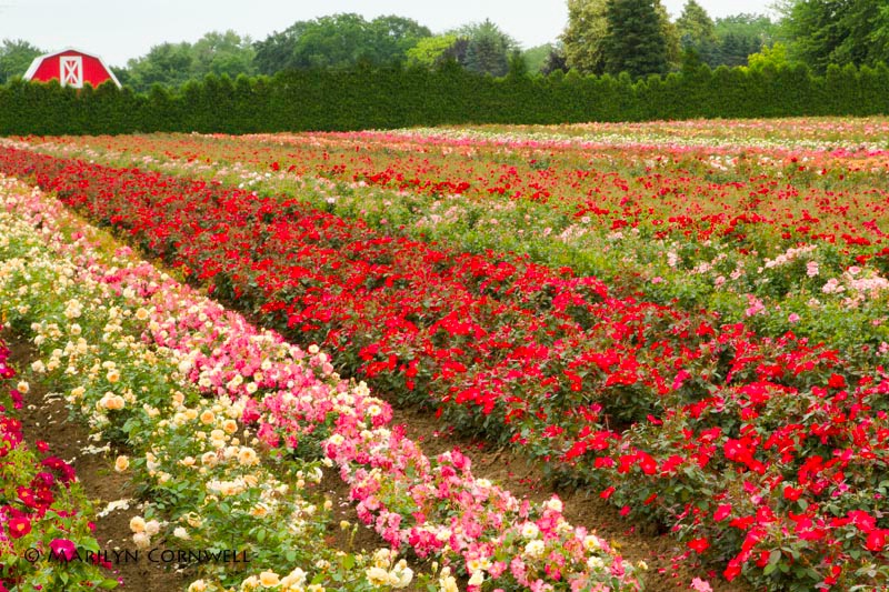 Field of Dreams - ID: 13972750 © Marilyn Cornwell