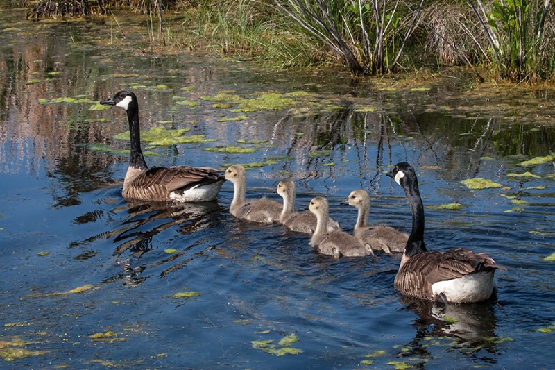 Goose Family Outing