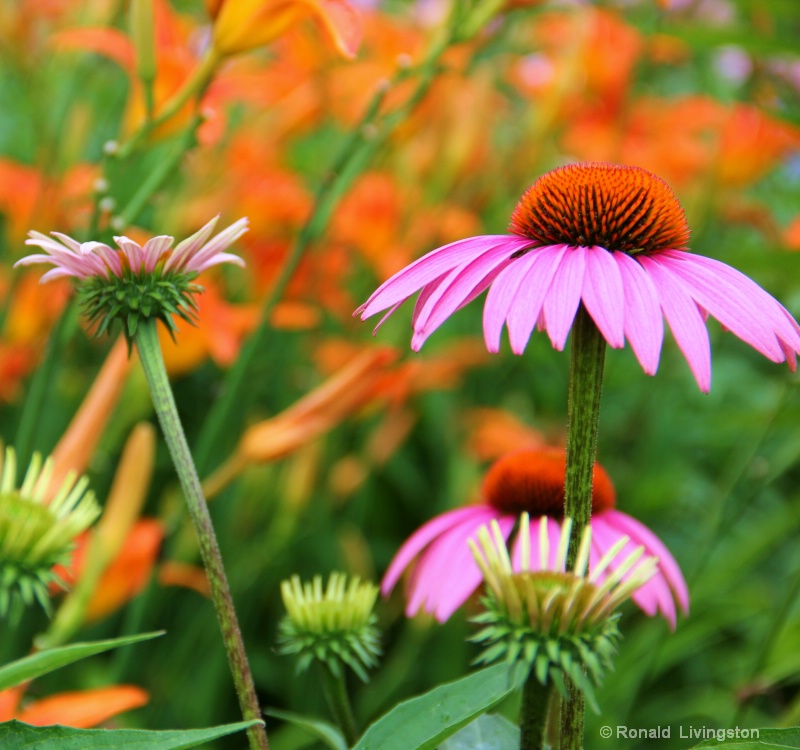 Coneflowers