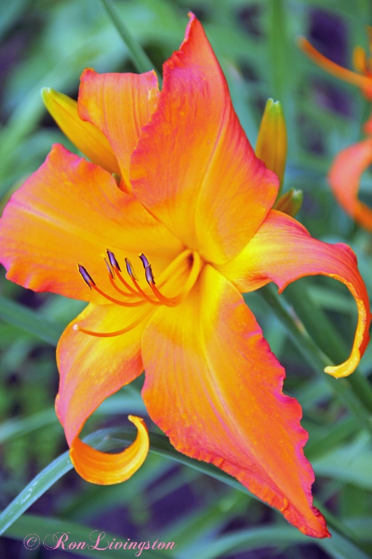 Daylily