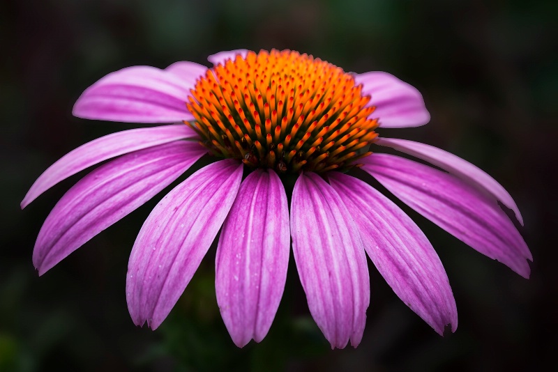 Fancy Cone Flower