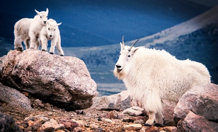 Mama Goat Smiling