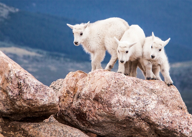 Three Kids II