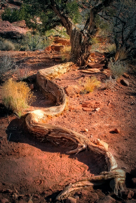 In The Desert