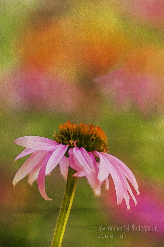 Among The Flowers