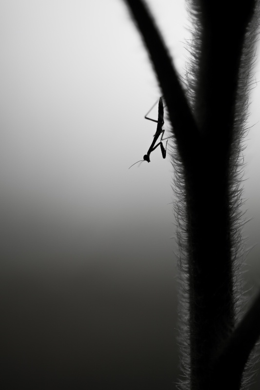 Baby Mantis