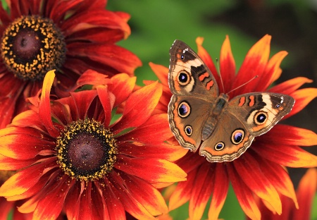 Buckeye and Black Eyed Susans