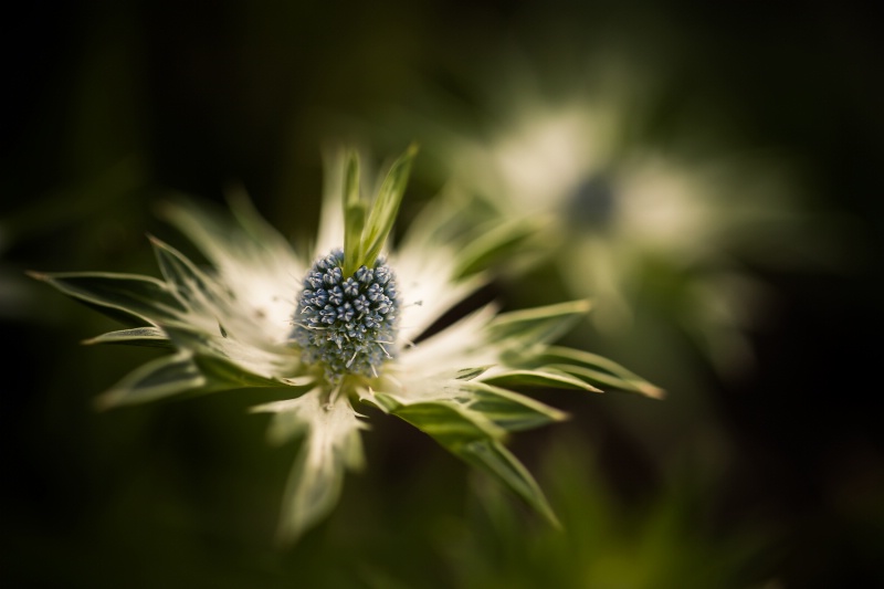 Eryngium carlinae