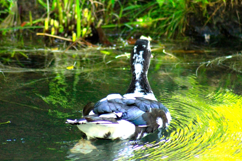 Duck in water