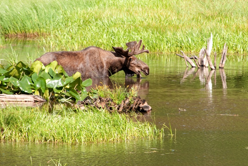 The Drinking Moose