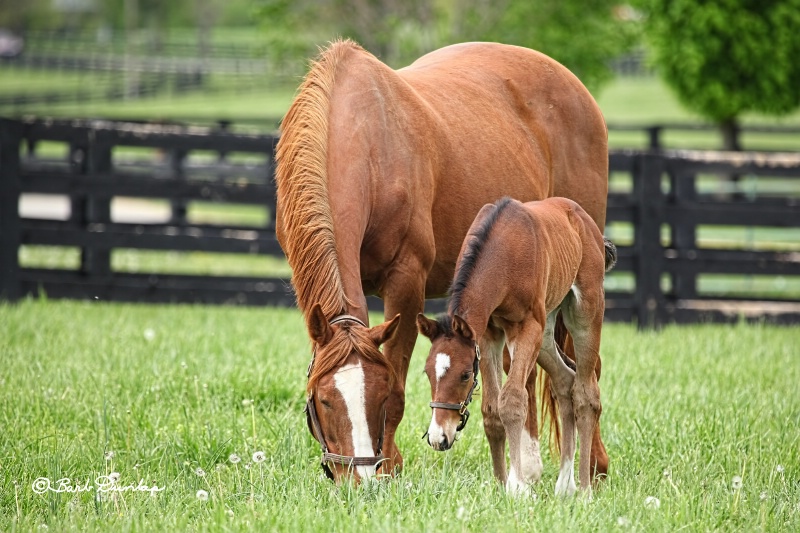 Spendthrift Farms mare and foal 