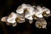 White Orchids